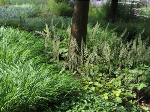 5x planten voor een tuin met schaduw