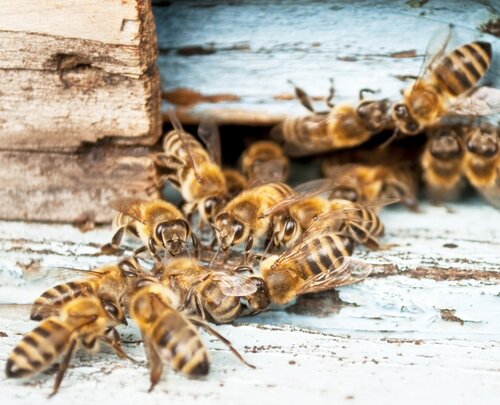 Bijen in de Tuin