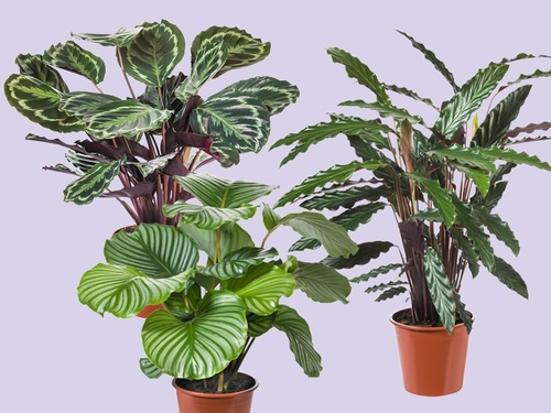 Calathea, dansend blad met stijl