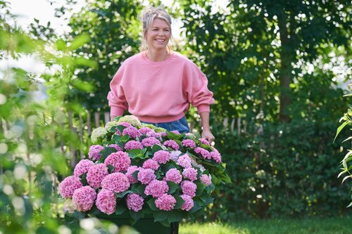 De kracht van hortensia’s: een echte blikvanger