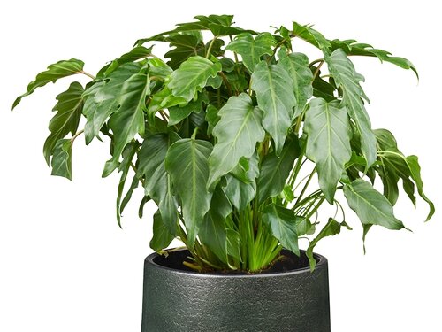 De paradijselijke Philodendron xanadu