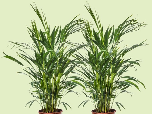 Goudpalm: de luchtverfrisser die gewoon in je woonkamer past