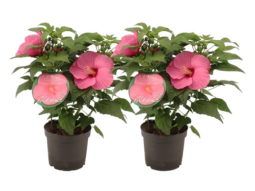 Hibiscus moscheutos: extreme eyecatcher