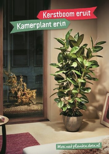 Kerstboom eruit, kamerplant erin!