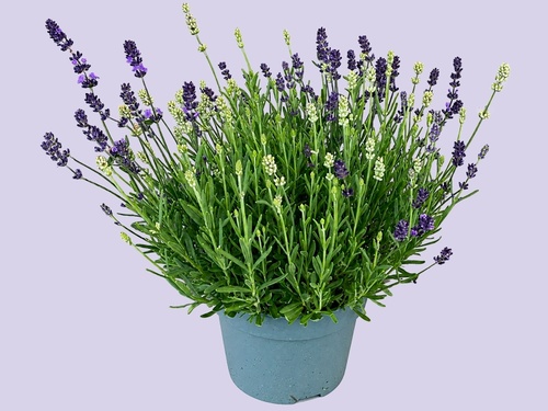 Lavendel, geurige sfeermaker met mediterrane charme
