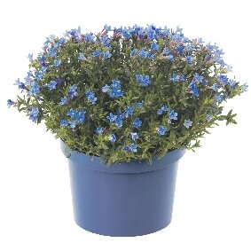 Steenzaad, een compact groeiend heestertje met diepblauwe bloemen