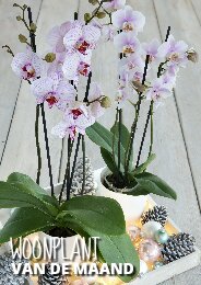 Phalaenopsis, Woonplant van de maand december