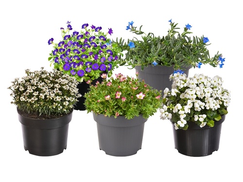 Steengoede plantenmix