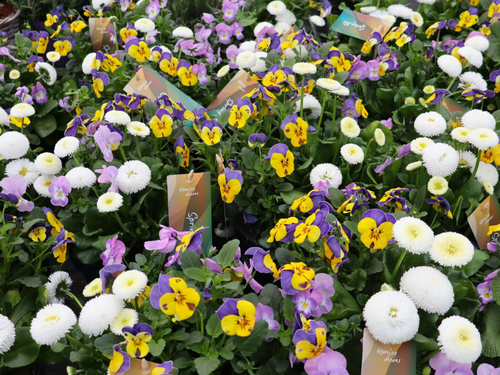 Subsidies voor groen in Den Bosch – Maak je straat of tuin groener!