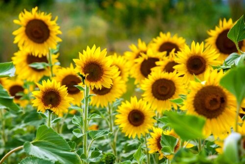 Tips voor zonnebloemen