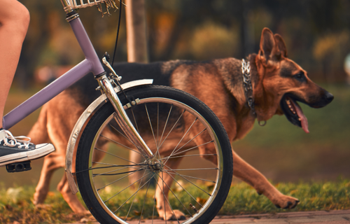 Veilig fietsen met uw hond: 5 tips