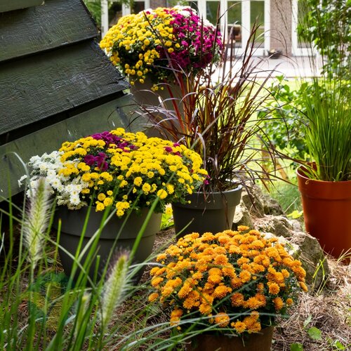 Waarom dít het moment is om aan te planten