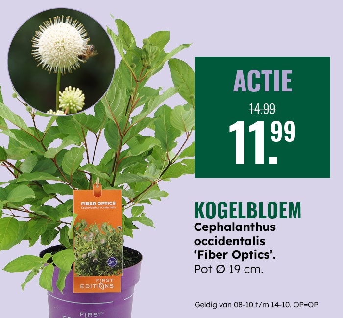 Weekaanbieding: Kogelbloem