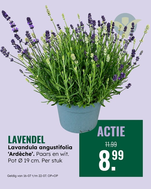 Weekaanbieding: Lavendel angustifolia 'Ardèche'