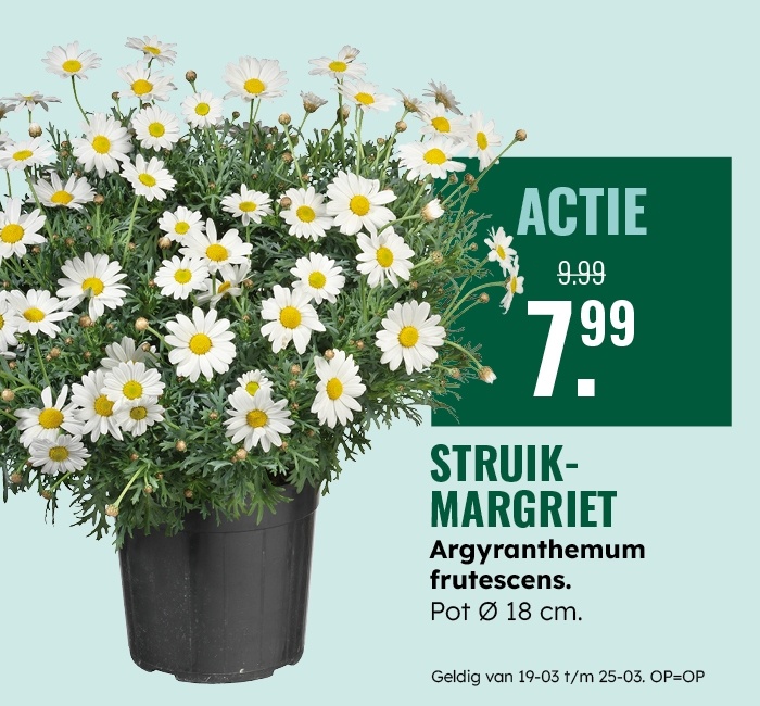 Weekaanbieding: Struikmargriet