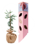 Jouw Levensboom