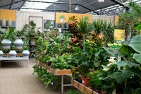 Kamerplanten shopt u bij GroenRijk Den Bosch!