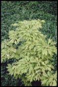 Aceraceae