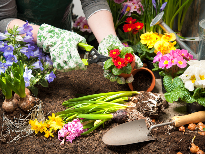 Lenteklaar maken van de tuin | GroenRijk Den Bosch