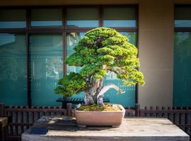 Zó verzorgt u een Bonsai Boom