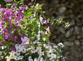 Eenjarige planten