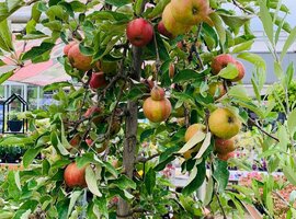 Fruitbomen & Fruitplanten