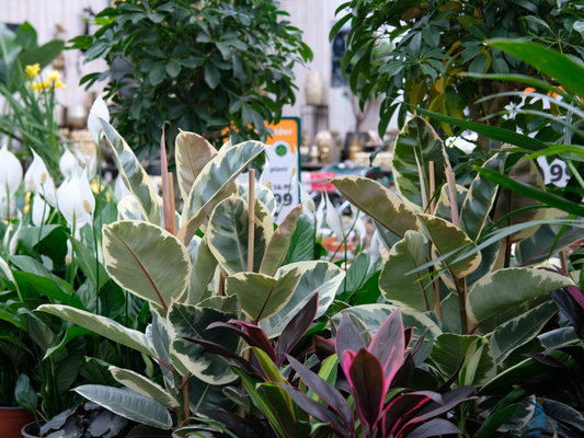 Groene kamerplanten bij GroenRijk Den Bosch