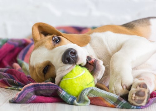 Embryo Incubus Golven Honden Benodigdheden Kopen