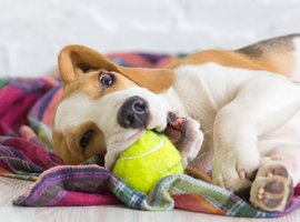 Honden Benodigdheden Kopen