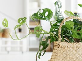 Diverse kamerplanten groot en klein!