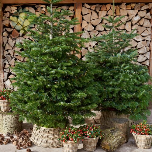 bureau Springen andere Echte Kerstbomen | o.a Nordmann en Omorika