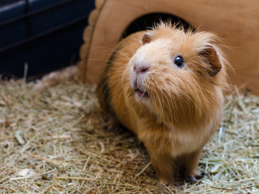 Kom naar de dierenwinkel in Den Bosch met alles voor uw konijn