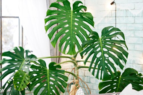 Monstera/Gatenplant: alle die nodig hebt!