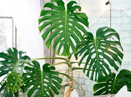 Monstera