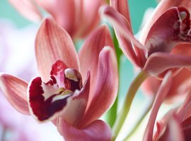 Orchidee Als Kamerplant | Verzorgtips Van De Expert!
