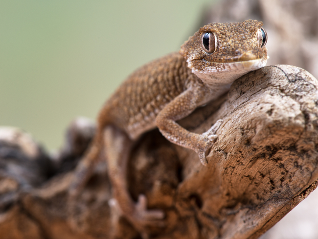 verlichten overdrijven meer Reptielen - Tuincentrum GroenRijk Den Bosch