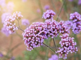 Vaste planten | GroenRijk Den Bosch