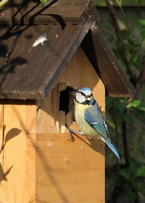 Zó hangt u een vogelhuis op