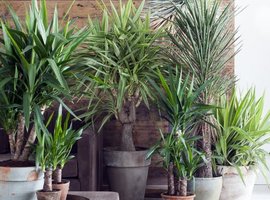 De Yucca | Oorsprong & Verzorgingstips