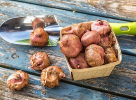 Zomerbollen