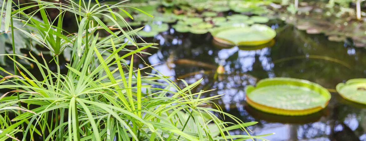 Waterplanten - GroenRijk Bosch