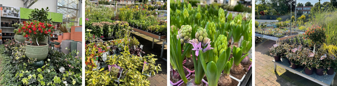 Tuinplanten kopen in Den Bosch, Noord-Brabant | GroenRijk Den Bosch