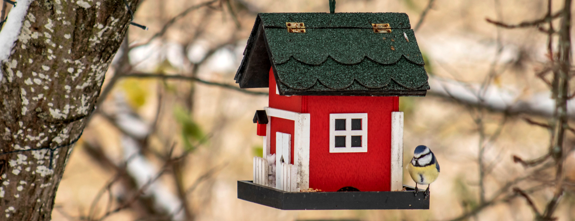 vogelhuisjes kopen om de vogels in de winter te helpen