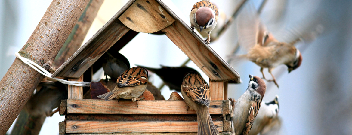 vogelhuisje kopen in den bosch