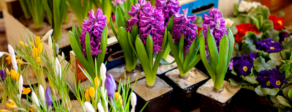 Voorjaarsbollen planten, maar wanneer doe je dit?