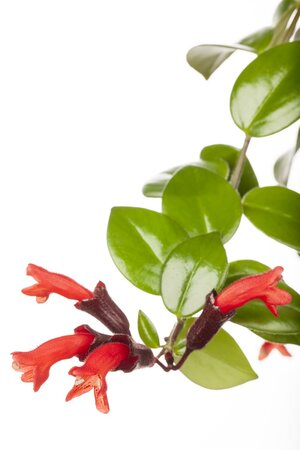 Aeschynanthus  'Rasta' - afbeelding 2