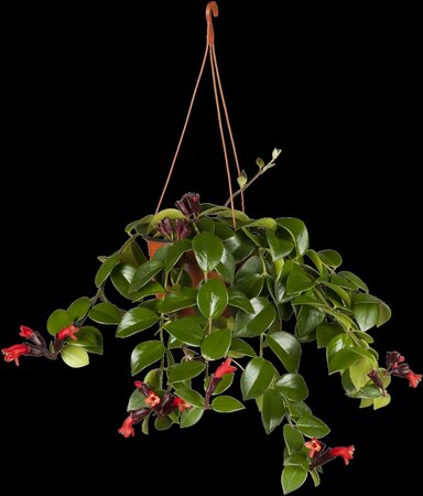 Aeschynanthus  'Rasta' - afbeelding 1