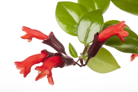 Aeschynanthus  'Rasta' - afbeelding 3