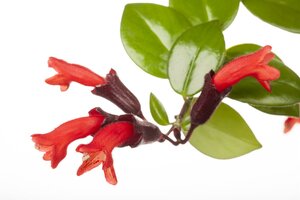 Aeschynanthus  'Rasta' - afbeelding 3