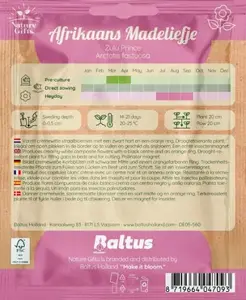 Afrikaans madeliefje zulu prince 40st - afbeelding 2